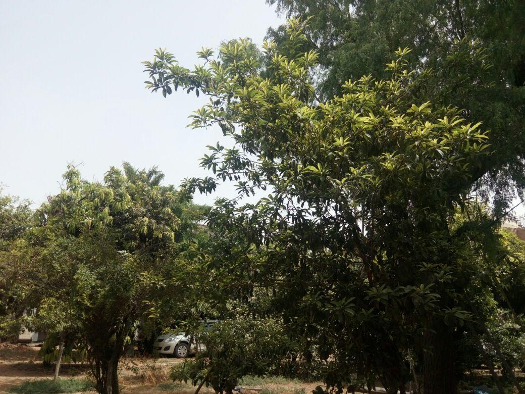 Nature Trail Camps & Homestay Jodhpur  Buitenkant foto